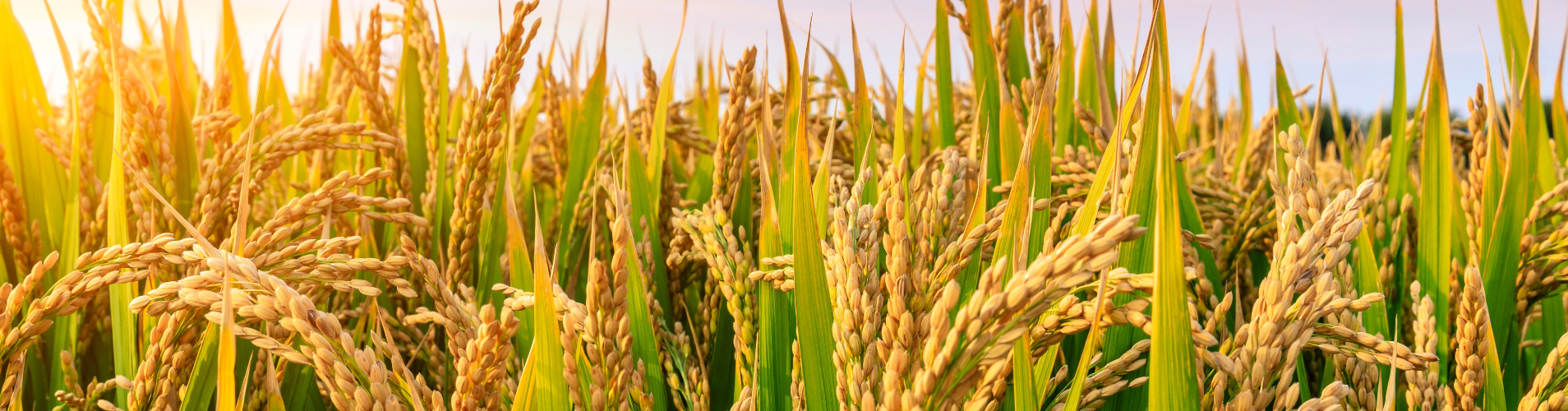 Rice field.